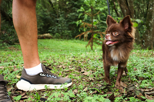 Chihuahua walking in the park with his owner