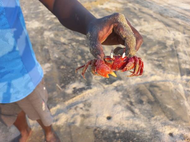 istock A man is holding a red crab 2003054783