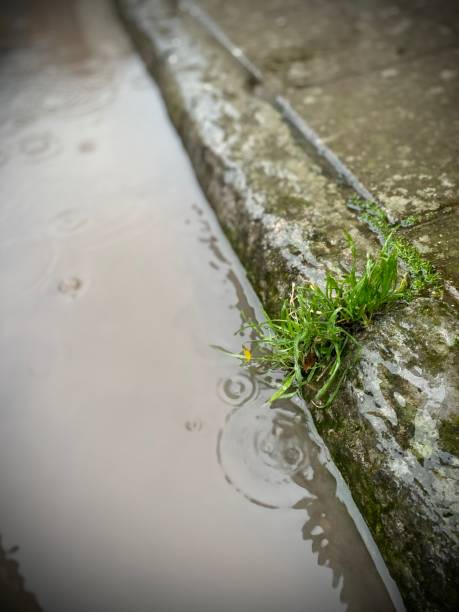istock Puddle along old kerb stone with grass/weed reflecting. Close up. 2003062634