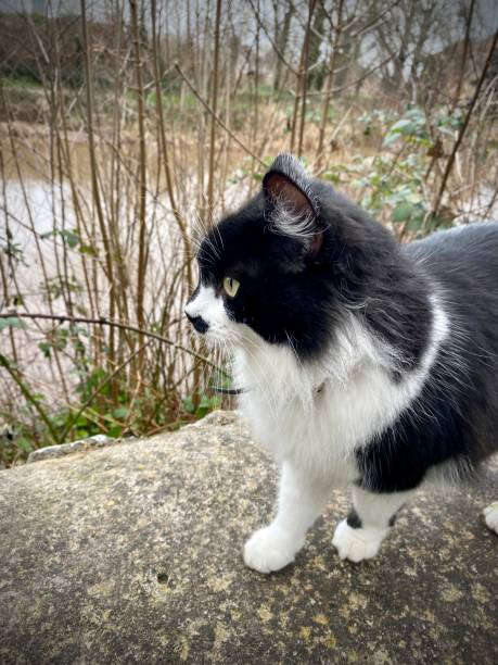 istock Cute black and white cat with black moustache standing on wall next to river face and paws close up. 2003064211
