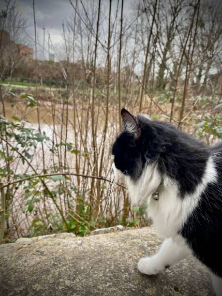 istock Cute black and white cat with black moustache standing on wall next to river face and paws close up. 2003064718