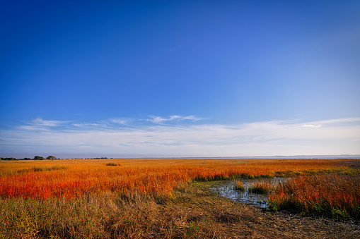 A colorful landscape of the wetlands at Kure Beach in North Carolina.