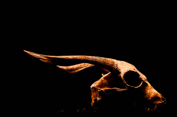 one big old white cow animal skull lies on gray grass and ground in nature on black background
