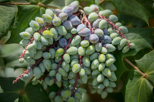 The leatherleaf mahonia has striking holly-like evergreen leaves, vibrant clusters of yellow flowers and grape-like fruit, adds an elegant appeal to gardens and landscapes in various climates.