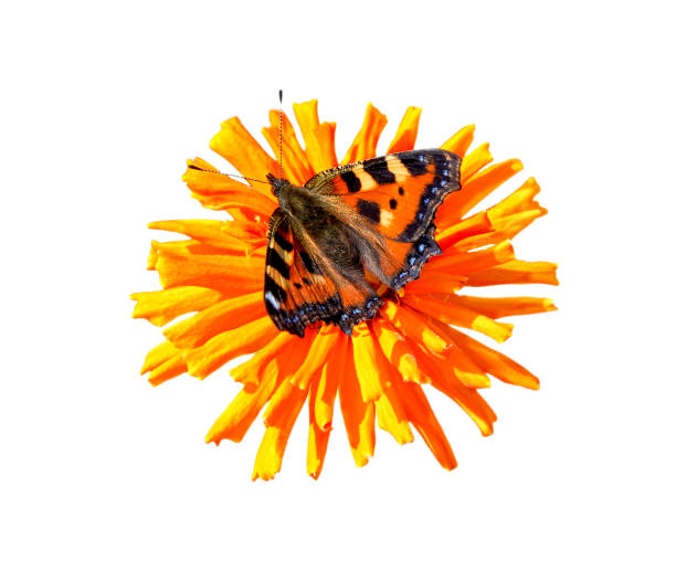 Butterfly on flower isolated on white background. Butterfly and yellow flower of cinnia.
