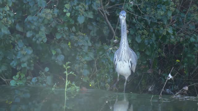Close up of the Grey Heron in the river. Animal in the nature habitat, hunting in the water.