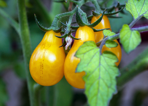 Branch of yellow natural cherry tomatoes on a branch. Ripe tomatoes growing in a greenhouse. Tomato bunch.