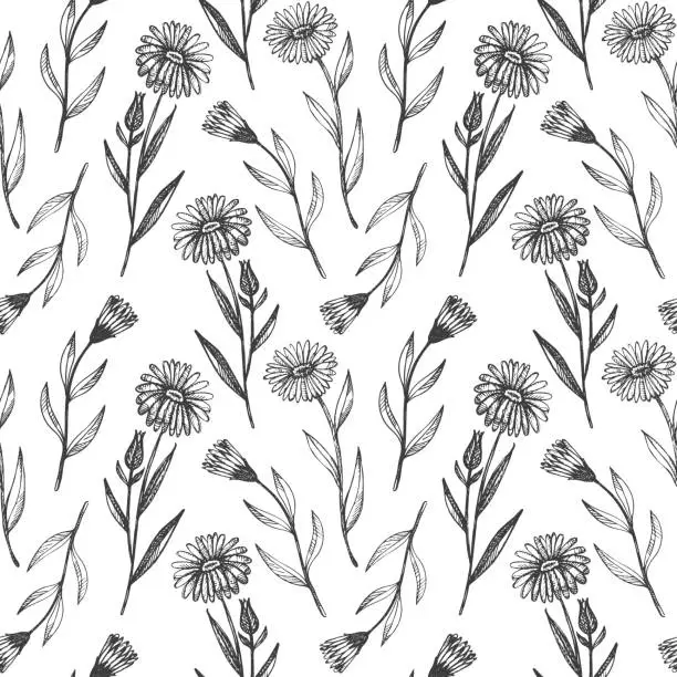 Vector illustration of Calendula plant seamless pattern repeating background hand drawn medicinal daisy flower leaves Vector herbal engraved backdrop Botanical sketch for tea, organic cosmetic, medicine aromatherapy textile