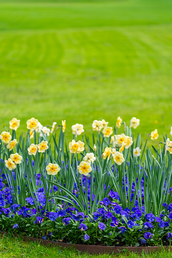 Daffodil flowerbed and a large lawn