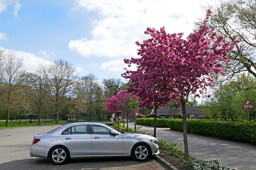 Lage, Germany - May 3 2023 A Silver Mercedes-Benz E-class E 220 is parked under beautiful dark pink blossoming trees.