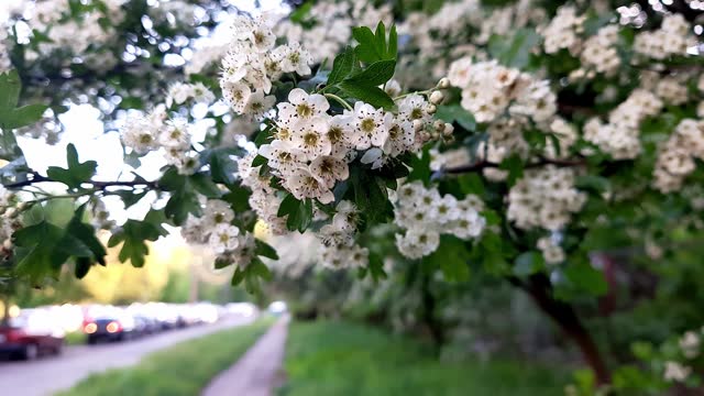 Blooming cherry or hawthorn.