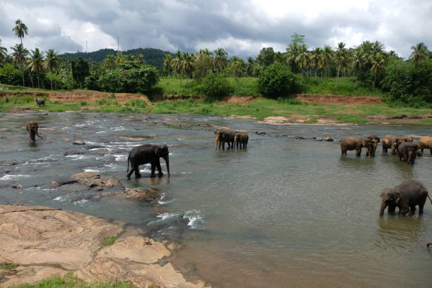 istock Beautiful Sri Lanka and the elephants view 2003117192