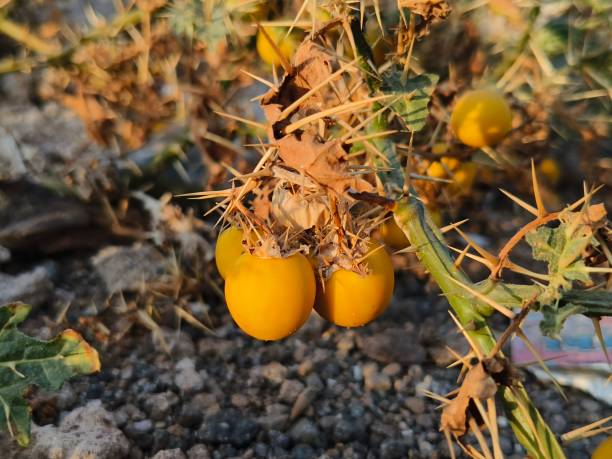 istock Solanum incanum ripe fruits 2003121924