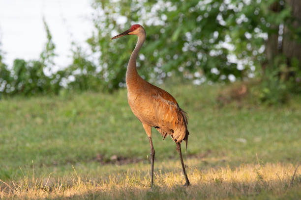 istock Sand Crane walking in the golden hour 2003125617