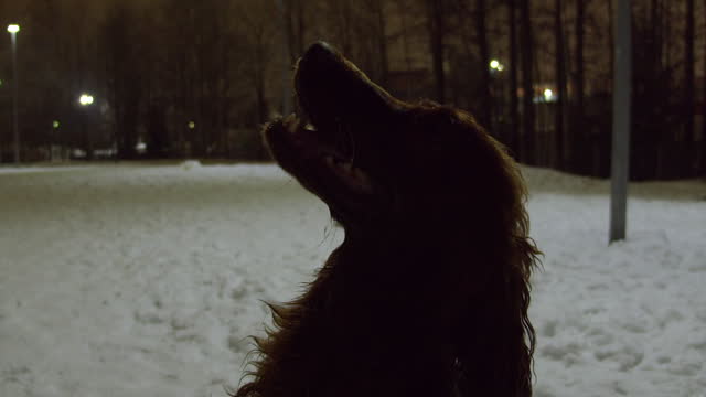 Closeup profile view as Irish Setter dog looks up on cold winter night