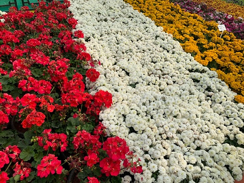 flower show in garden