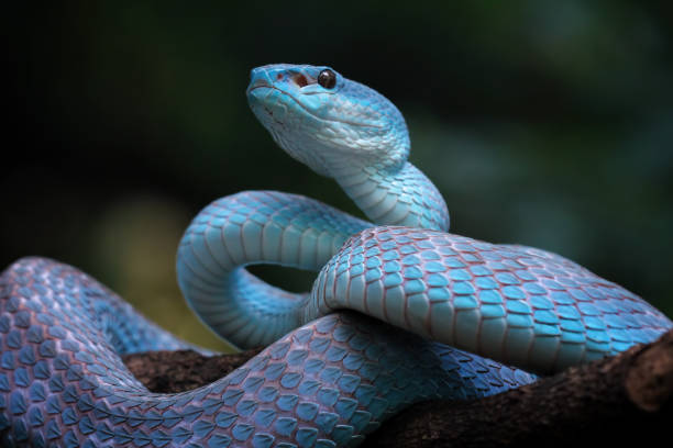 istock Blue viper snake insularis, trimeresurus Insularis 2003134577