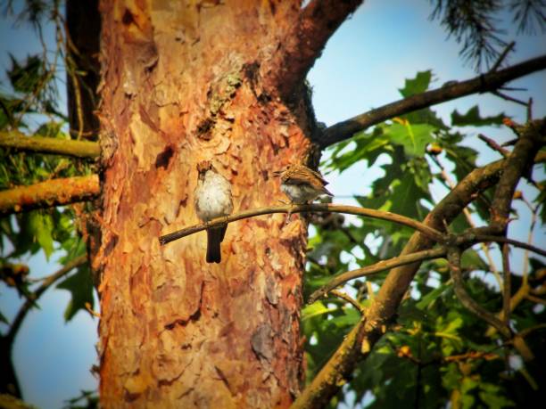 istock Two spotted flycatcher sitting on a tree branch in the forest. 2003135101