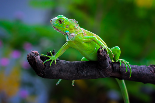 juveneli lizard