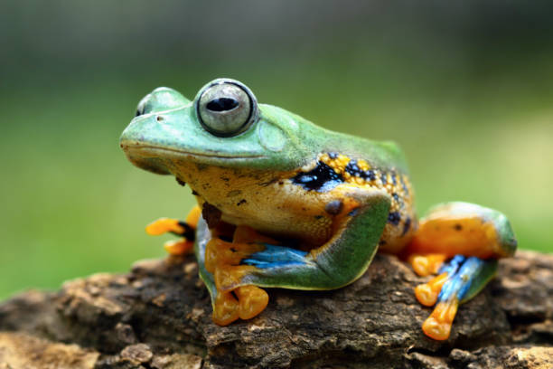 istock flying tree frog sitting on branch, Rhacophorus reinwardtii 2003135891
