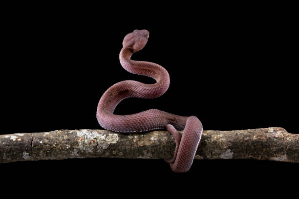 istock baby viper snake on a branch (trimeresurus purpureomaculatus) 2003136669