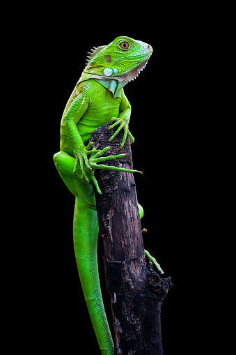 sitting on branch