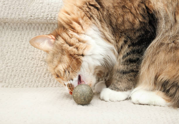 istock Curious cat with catnip ball on stairs. 2003136679