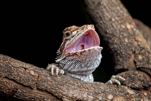 istock bearded dragon sitting on a branch with its mouth open 2003137743