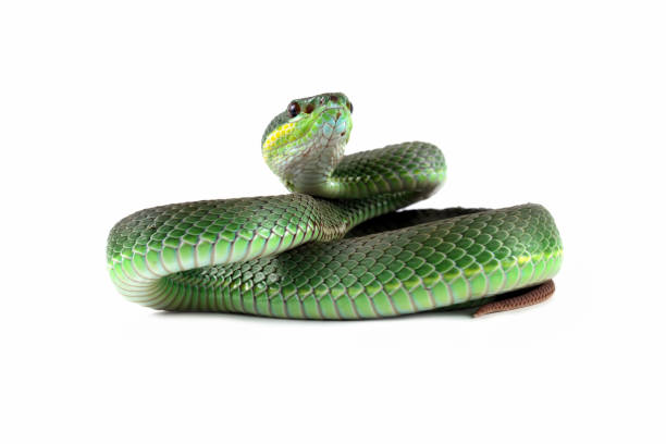 istock Green viper snake isolated on white, trimeresurus albolabris 2003138286