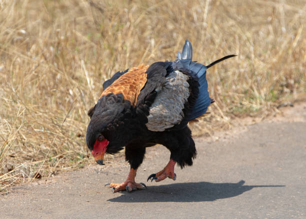 Bateleur eagle [terathopius ecaudatus] walking with lowered head in Kruger National Park South Africa RSA