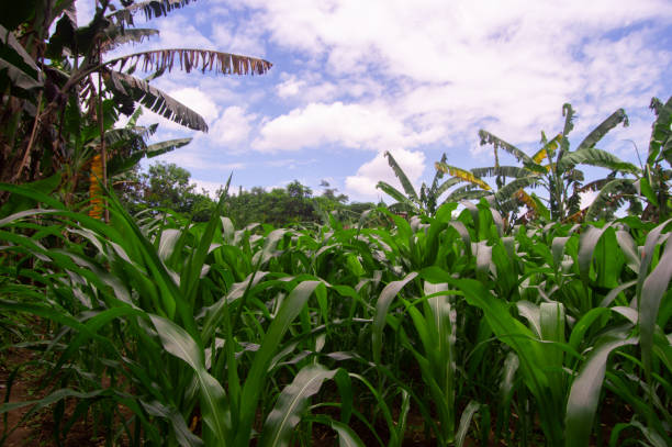 istock Corn garden atmosphere in the daytime with blue clouds. 2003149188