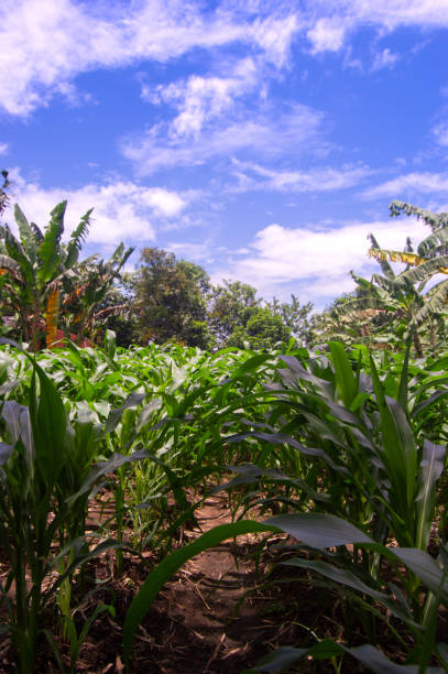 istock Corn garden atmosphere in the daytime with blue clouds. 2003153057