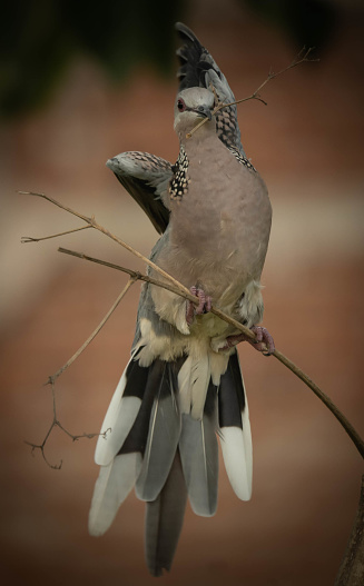 A spotted dove collecting nest materials