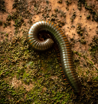 Millipedes have two pairs of jointed legs on most segments of their bodies. They are cylindrical or slightly flattened, and have between 20 and over 100 segments. Millipedes are not insects, but are more closely related to lobsters, shrimp, and crayfish.