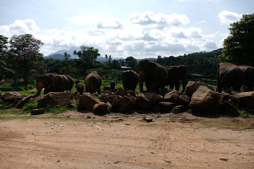 Beautiful Sri Lanka and the elephants view
