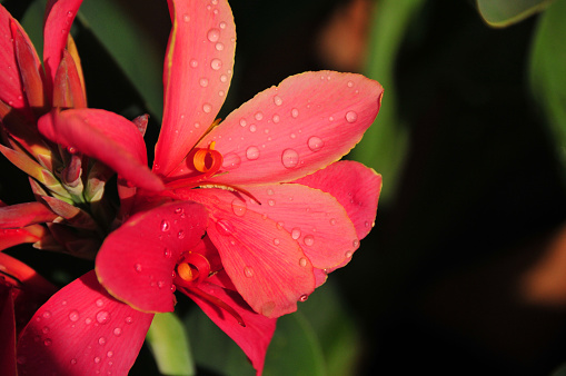 Close-up photograph capturing the delicate raindrops on the vibrant petals of a Canna Lily (Canna × hybrida Rodigas) flower, showcasing natures intricate beauty - beautiful bokeh background. The flowers are asymmetric, with three sepals and three small petals hidden under the stamens. What appear to be petals are the highly modified stamens. (shot in Kigali, Rwanda)