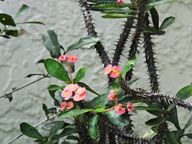 Crown of thorns  (Euphorbia milii) - also known as Christ Plant, Christ Thorn, Crown-of-thorns Crown of thorns - according to the New Testament, a woven crown of thorns was placed on the head of Jesus during the events leading up to his crucifixion. thorn bush stock pictures, royalty-free photos & images