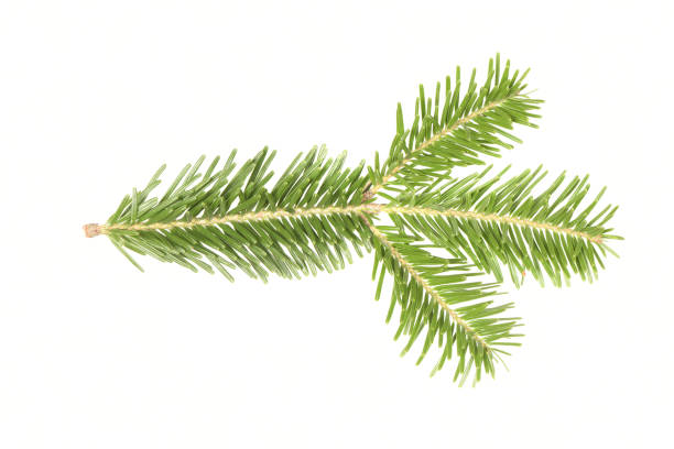 istock Spruce branch isolated on white background. High resolution photo. 2003197889