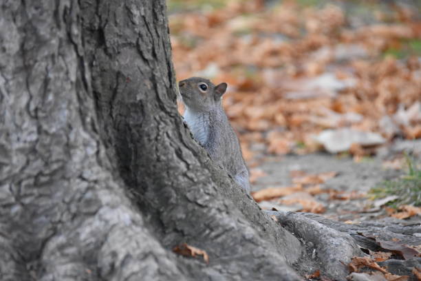 Grey squirrel close up portrait hanging on a tree