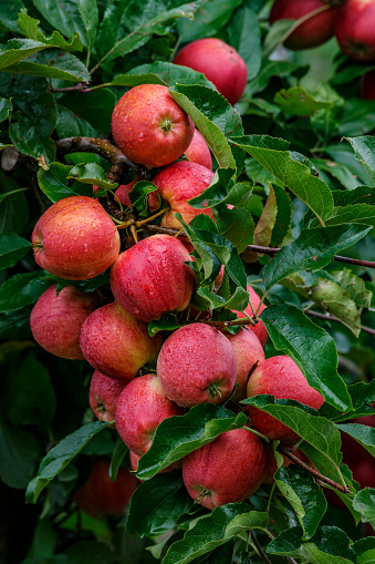 Red apples on a tree.Ripe Apples in the Apple Orchard before Harvesting. Apple orchard. Basket of Apples.Morning shot