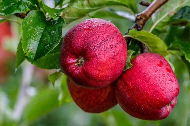 istock Red apples on a tree.Ripe Apples in the Apple Orchard before Harvesting. Apple orchard. Basket of Apples.Morning shot 2003215656