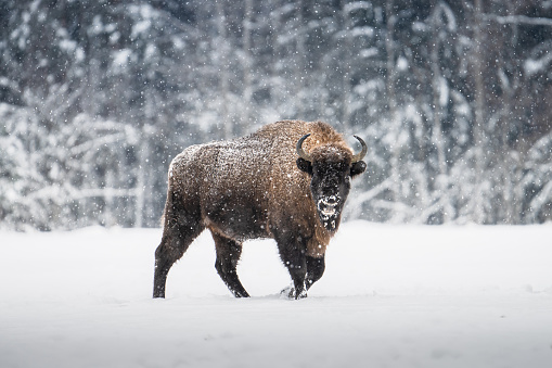 Bison walking in snow with its horns showing. Bison is main subject of image.