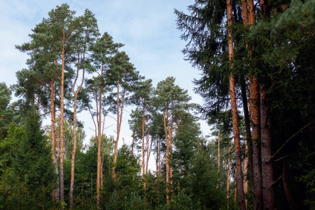 istock Pine forest landscape, beautifully grown tall pine trees in the forest. Lithuania. Horizontal photo 2003221032