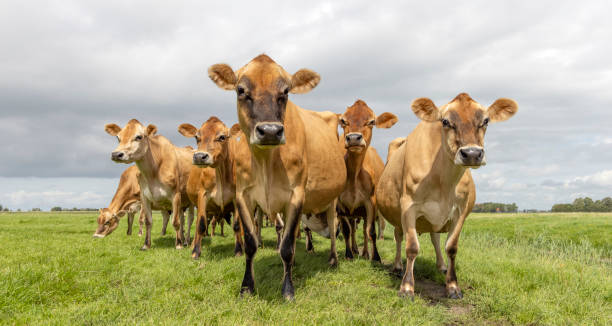 istock Pack Jersey cows, in a green pasture, group together, black nose brown coat 2003232273