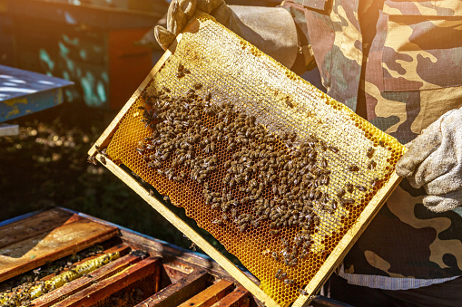 The beekeeper holds a frame with honey, and bees.Beekeeper is working with bees and beehives on the apiary. Close-up of beekeeping.