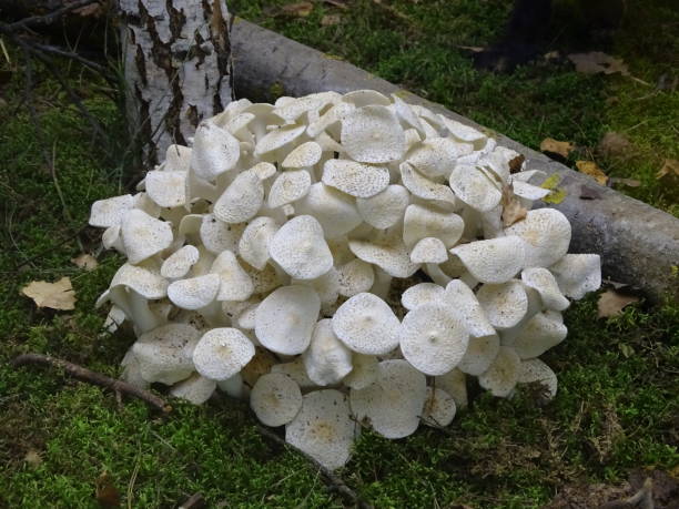 istock Curly gryphola is an edible mushroom 2003242356