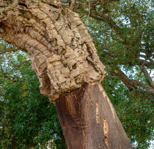 A close-up image of a large oak tree trunk displaying multiple growths resembling tree cancer or cankers. The textured bark surrounding the growths is rough and weathered, with patches of moss and lichen adding to the natural complexity. The irregular shapes of the growths highlight the tree's response to disease or environmental stress. This photograph is ideal for themes related to tree health, forestry, disease, and natural resilience.