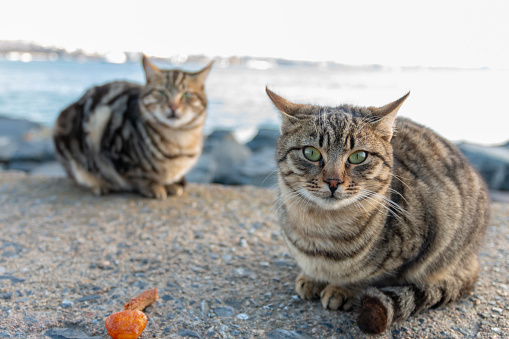 Two tabby cat sits on stones by the sea in Turkey
