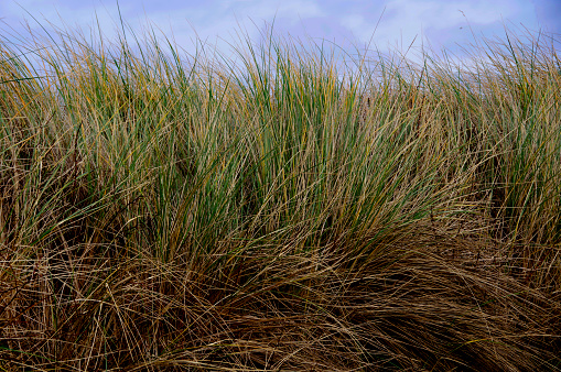 Sand dune grass close up, Rosses Point Beach, Sligo, Ireland