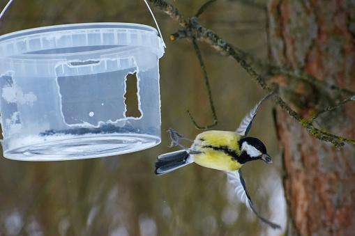 Closeup image of a Chickadee song bird with a seed in its beak and its wings spread symmetrically wide at the instant of it taking flight from a bird feeder